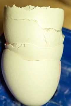 Broken eggshell on a blue surface texture with a slight pink hue inside Foto stock