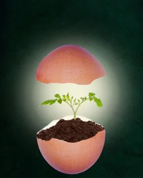 Broken Eggshell With Growing Plant on Chalkboard Background and Copy Space Stock Photos