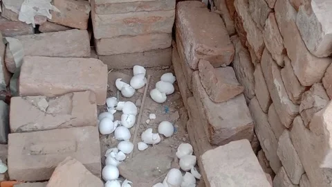 Broken Eggshell Pieces on a Plate in Daylight Video stock 347248792