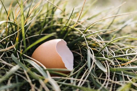 Broken eggshell rests in lush green grass, symbolizing new beginnings or an.. Stock Photos