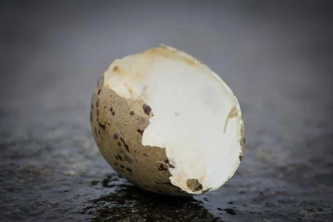 Broken eggshell from seagull Stock Photos
