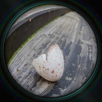 Broken eggshell of tit in objective lens Stock Photos