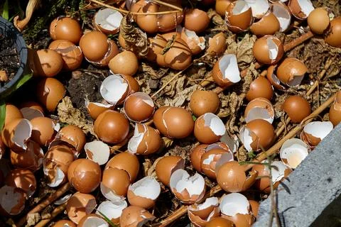 Broken eggshells add calcium and minerals to the soil and plants 스톡 사진