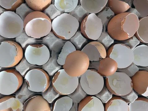 Broken Eggshells in Carton Close-up Stock Photos