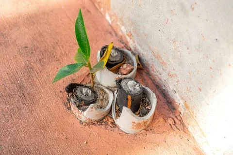 Broken eggshells with small plant growing inside on a table Stock-Fotos