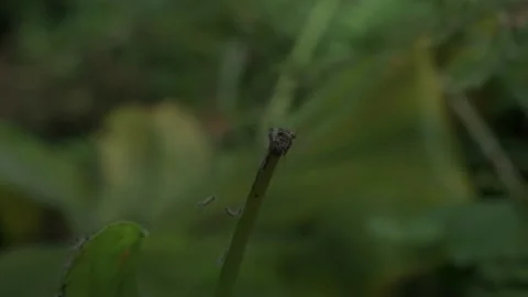 A broken elephant ear leaf stem tip and a lot of hairy little caterpillars Stockbeeldmateriaal 213693838