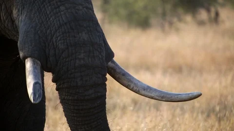 Broken elephant tusk Stock Footage 93048718