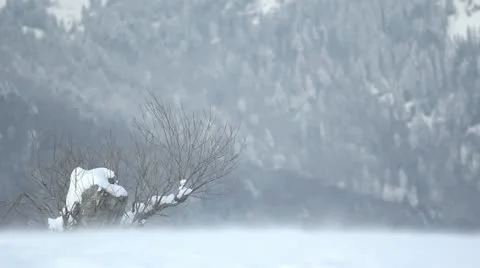 Broken empty tree covered with snow by winter blizzard Stock Footage 21369590