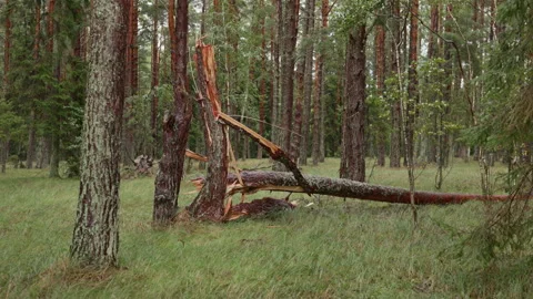 Broken fallen pine tree in dense forest with splintered trunk and mossy bark Stock Footage 344770377