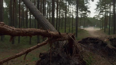 Broken fallen pine tree trunk lying across quiet forest clearing with tall Stock Footage 345268932