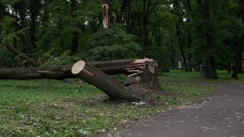 Broken fallen tree blocking park path after storm with fresh debris, green Stock Footage 345373940