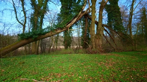 Broken Fallen Tree Resting Against Large Forest Tree Video stock 332664316