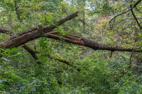 Broken Fallen Tree Trunk Across Dense Green Woodland Stock Photos