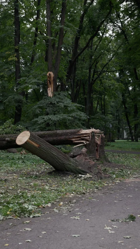 Broken fallen tree trunk blocking park path after storm damage in dense green Stock Footage 345373514