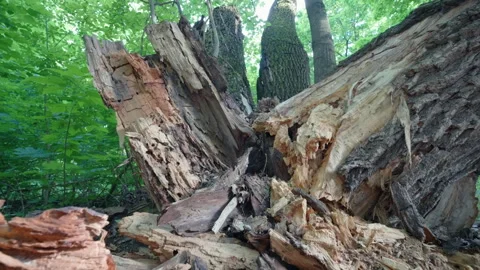Broken Fallen Tree Trunk Destroyed by Wood Insects and Rot | Damaged Decaying Stock Footage 335242634