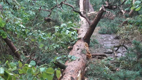 Broken fallen tree trunk in the forest Video stock 201029083