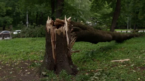 Broken fallen tree trunk in green park after storm damage with shattered wood Stock Footage 345374543