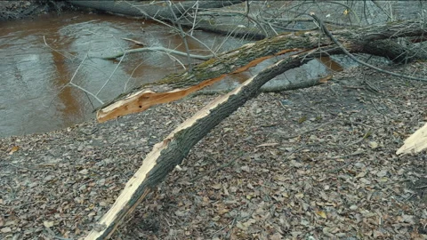 Broken, fallen trees on river bank after strong winds and hurricanes. Stock Footage 257692183