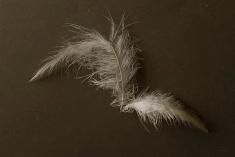 Broken feather on black background Stock Photos