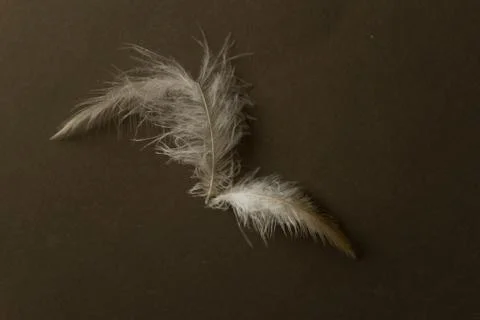 Broken feather on black background Stock Photos