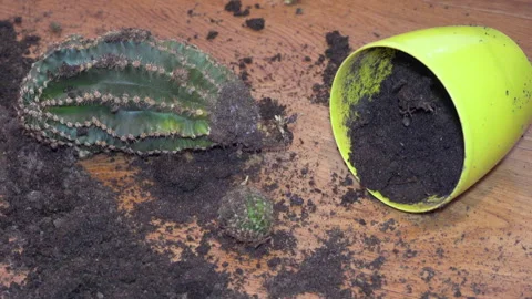 Broken flower pot on the floor Stock-Footage 313140173