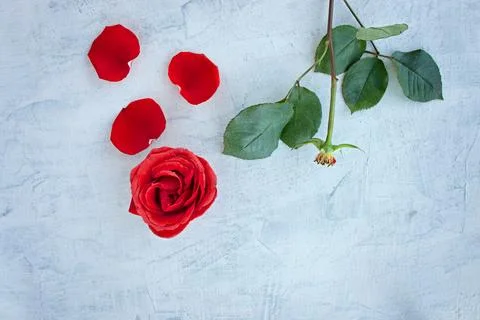 Broken flower separate green stem with leaves and red bud. red rose with fa.. Stock Photos