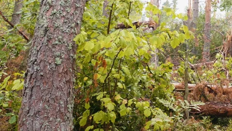 Broken forest after powerful hurricane Stockbeeldmateriaal 95237467