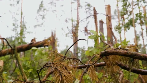 Broken forest after powerful hurricane 스톡 동영상 95237476