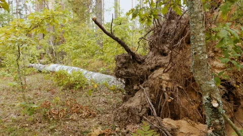 Broken forest after powerful hurricane Stockbeeldmateriaal 95237937