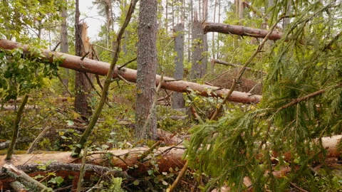 Broken forest after powerful hurricane 스톡 동영상 95238234