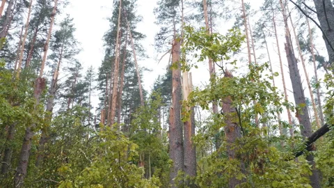 Broken forest after powerful hurricane Stockbeeldmateriaal 95238435