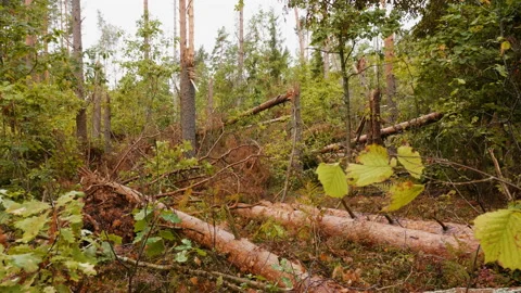 Broken forest after powerful hurricane Stockbeeldmateriaal 95238456