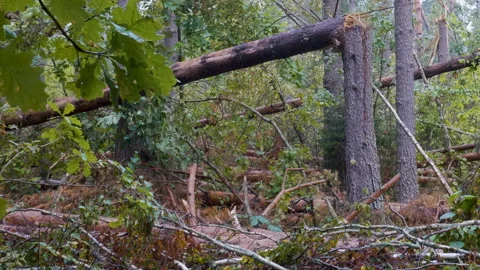 Broken forest after powerful hurricane Stockbeeldmateriaal 95238468