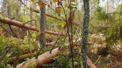 Broken forest after powerful hurricane Stockbeeldmateriaal 95238492
