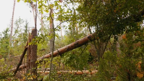 Broken forest after powerful hurricane Stockbeeldmateriaal 95238509