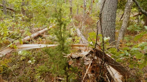 Broken forest after powerful hurricane Stockbeeldmateriaal 95238549