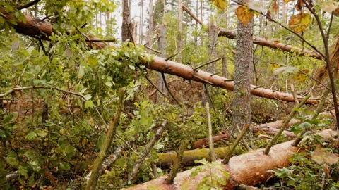 Broken forest after powerful hurricane Stockbeeldmateriaal 95238607