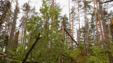 Broken forest after powerful hurricane Stockbeeldmateriaal 95238622