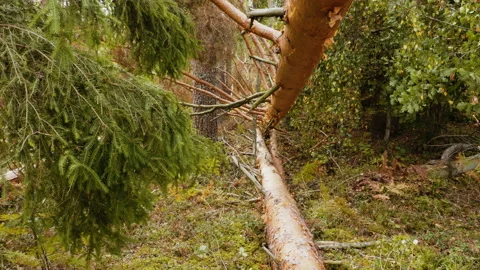 Broken forest after powerful hurricane Stockbeeldmateriaal 95238657