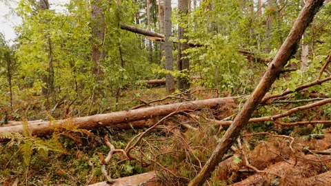 Broken forest after powerful hurricane Stockbeeldmateriaal 95238667
