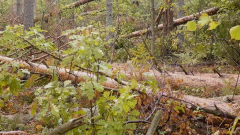 Broken forest after powerful hurricane Stockbeeldmateriaal 95360973