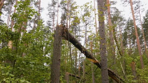 Broken forest after powerful hurricane Stockbeeldmateriaal 95361086
