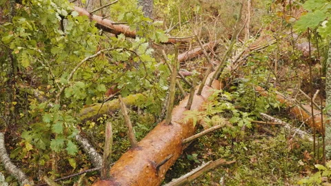 Broken forest after powerful hurricane Stockbeeldmateriaal 95361107