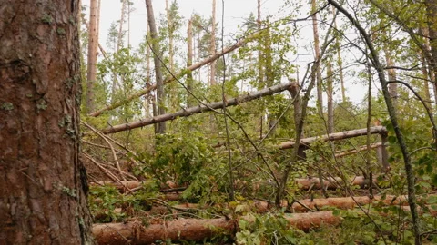 Broken forest after powerful hurricane Stockbeeldmateriaal 95361491