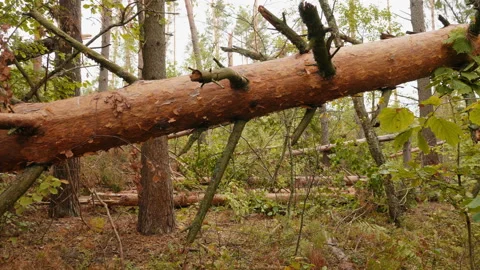 Broken forest after powerful hurricane Stockbeeldmateriaal 95361851