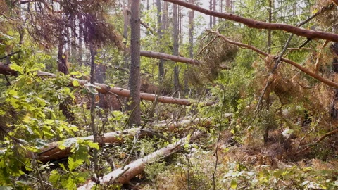 Broken forest after powerful hurricane 스톡 동영상 95361942