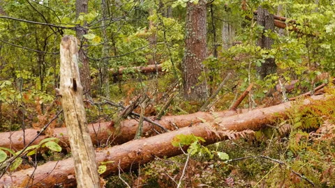 Broken forest after powerful hurricane Stockbeeldmateriaal 95361959