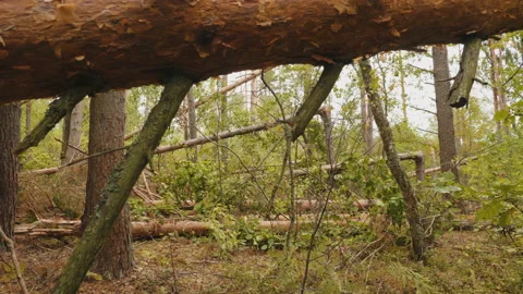 Broken forest after powerful hurricane Stockbeeldmateriaal 95361972
