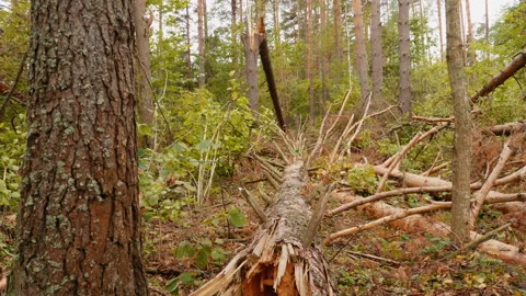 Broken forest after powerful hurricane Stockbeeldmateriaal 95361995