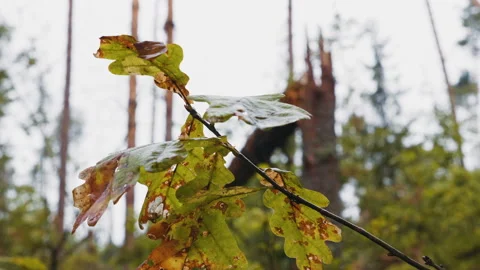 Broken forest after powerful hurricane Stockbeeldmateriaal 95362110